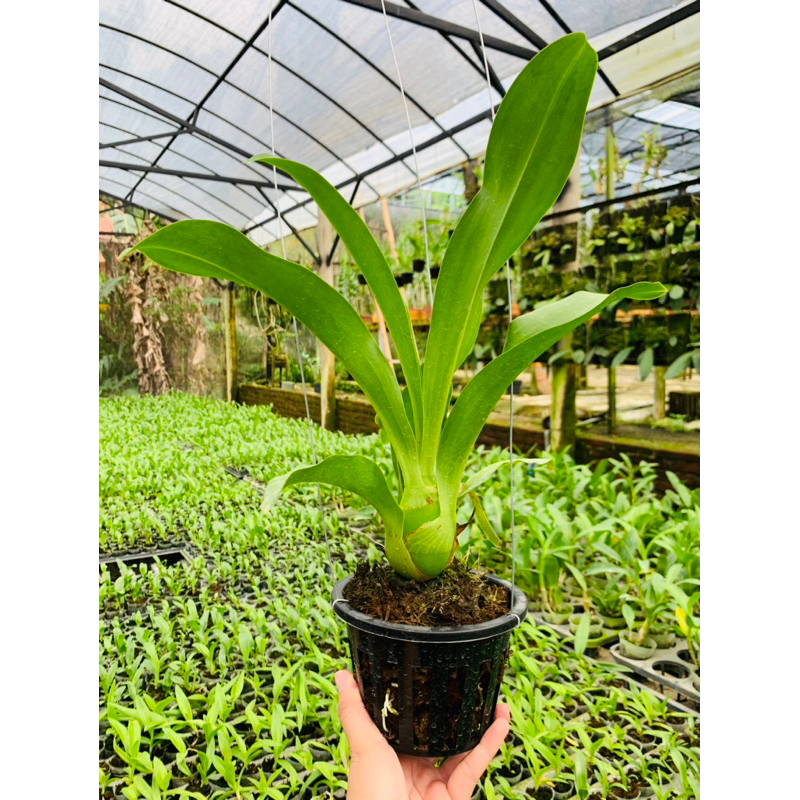 Grammatophyllum Tiger Paw