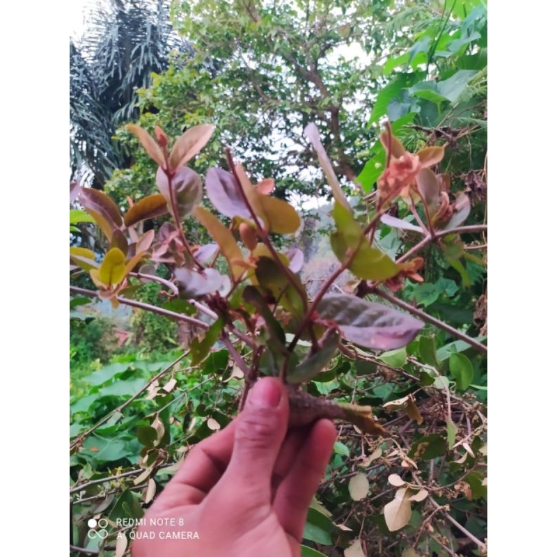 

benalu pohon kopi segar asli 250 gram