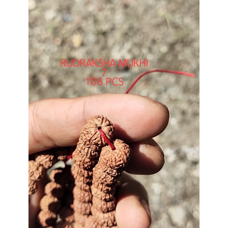KALUNG RUDRAKSHA MUKHI 6 SIZE 10-13 MM