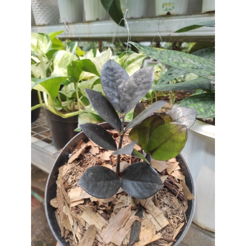 Zamioculcas Black Raven / Zamia Raven / ZZ Black Raven