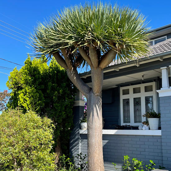 Pohon pandan bali 1 meter