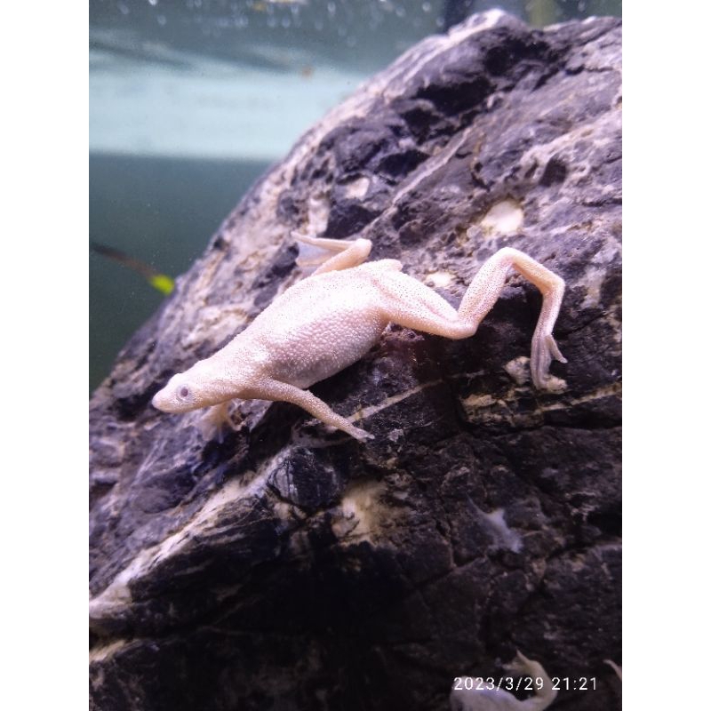 African dwarf frog albino 1 pasang paket breeding