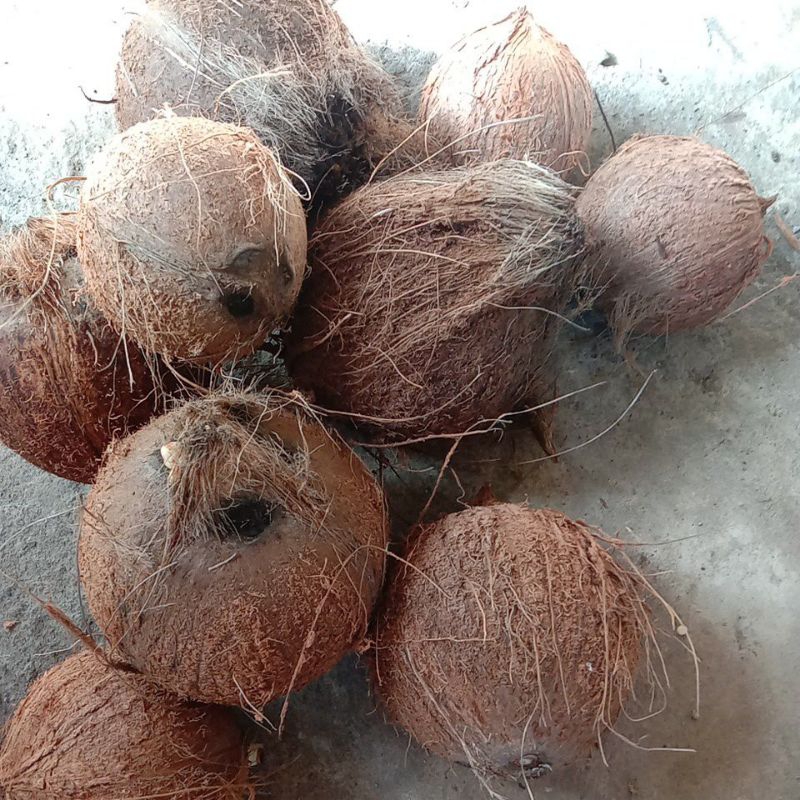 kelapa parut kelapa tua utuh