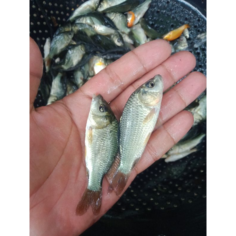 bibit ikan mas konsumsi