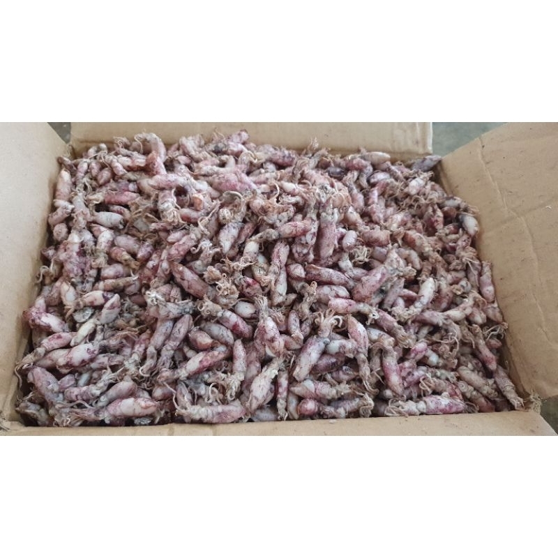 

cumi baby super harga per 1kg