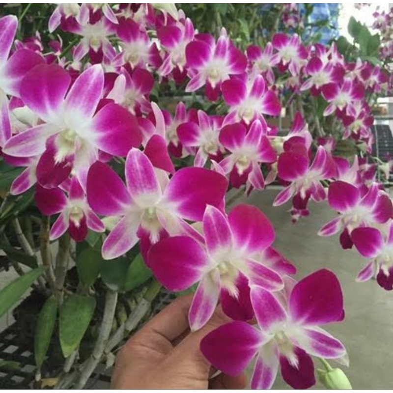 anggrek dendro Sonia ersakul  dewasa/spike