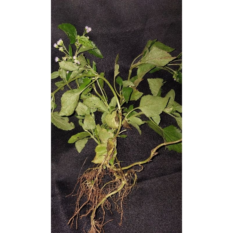 

DAUN BANDOTAN FRESH HERBAL 250 GRAM