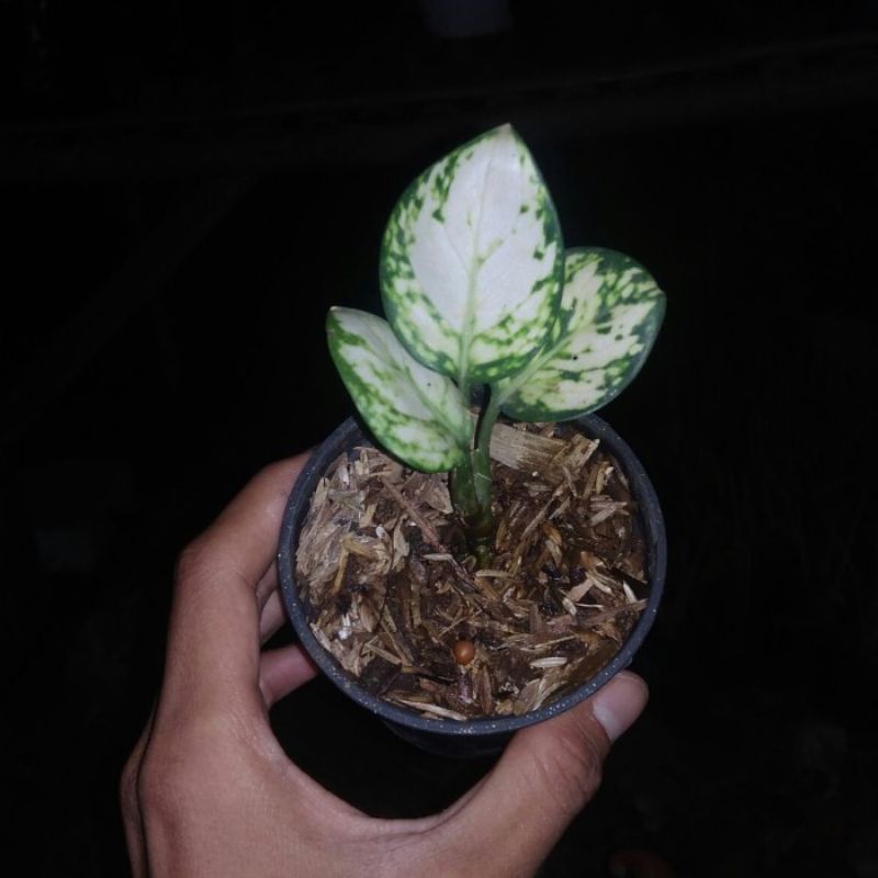Bibit aglaonema super white lokal - baby aglaonema super white