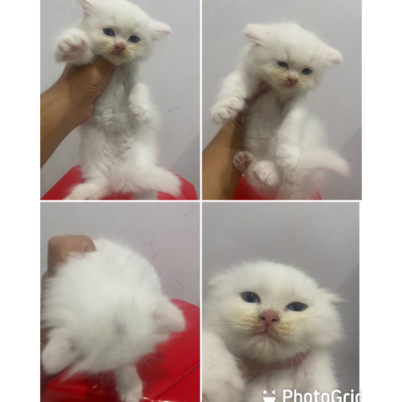 kitten kucing persia betina jantan sudah toilet training