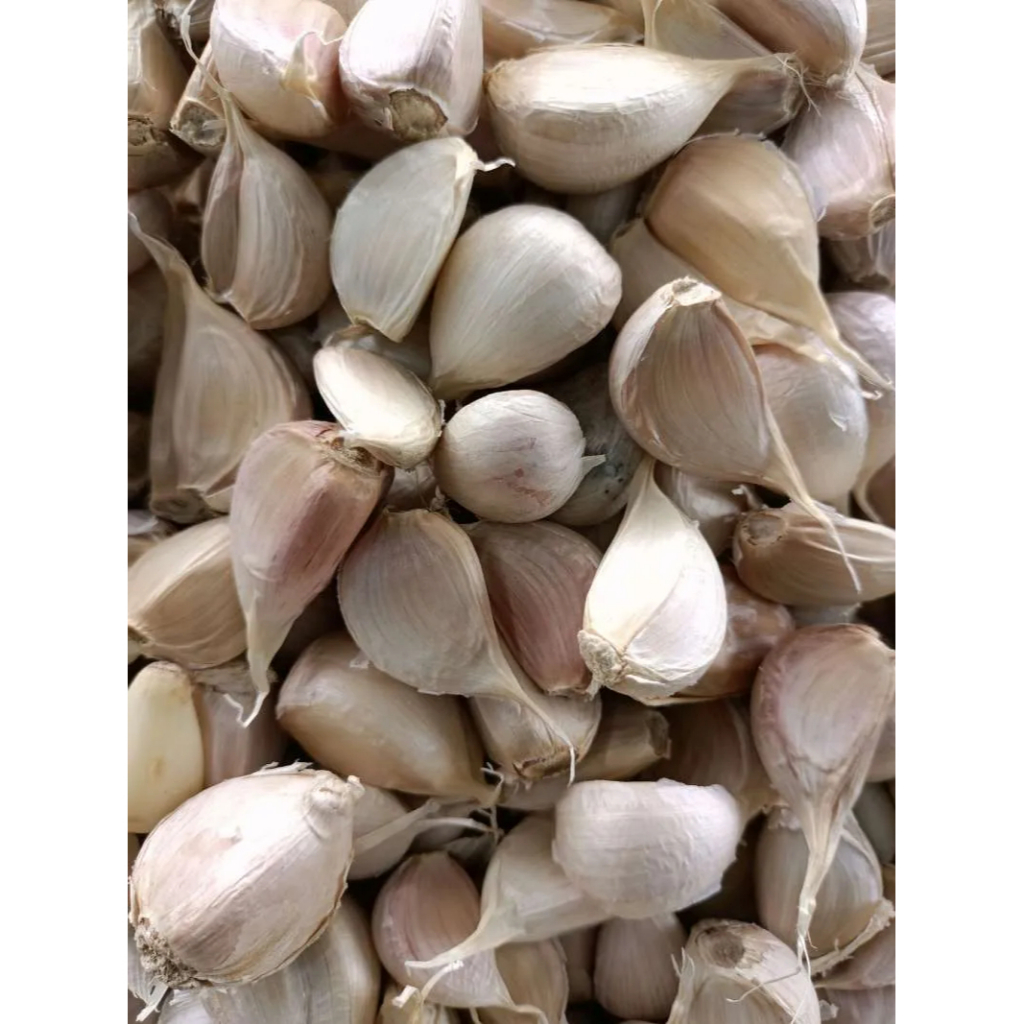 BAWANG PUTIH KATING SUPER 500gr / GARLIC / bawang putih siung