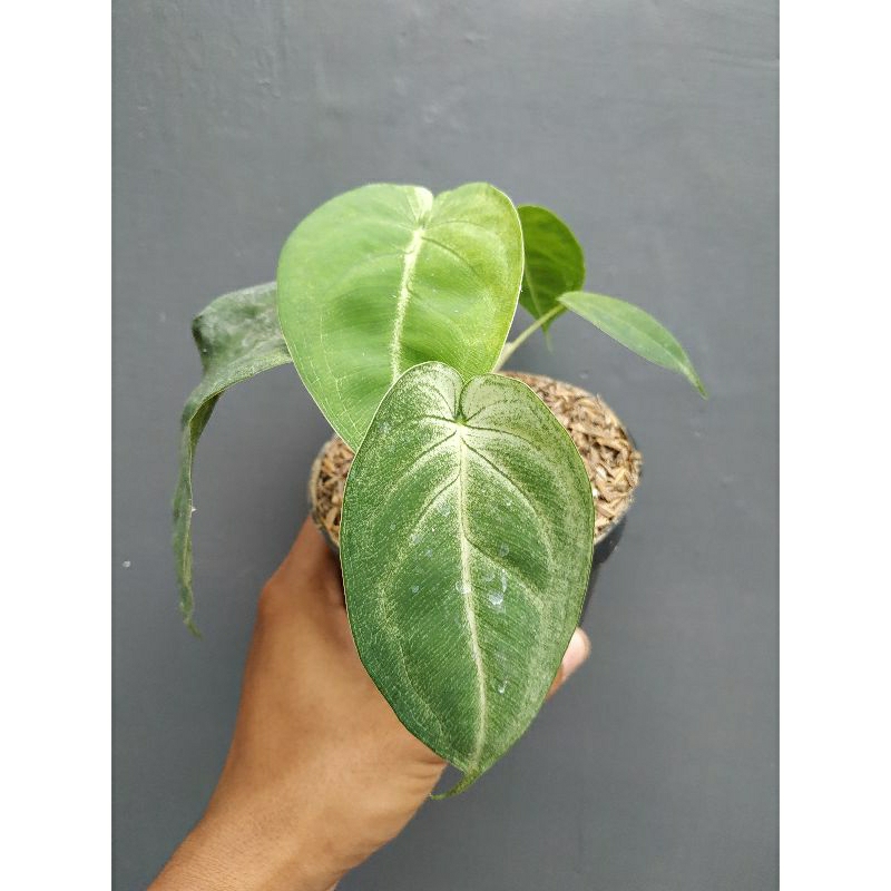 Syngonium frosted heart