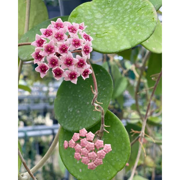 Hoya Obovata fress cutting | Tanaman hias