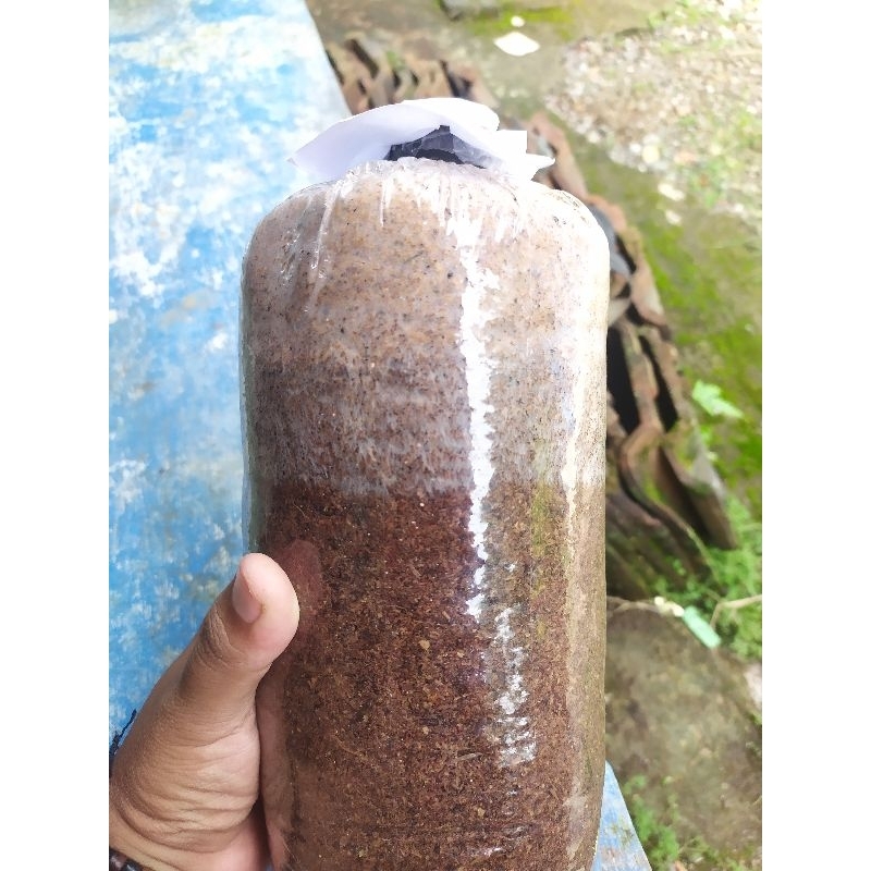 

baglog jamur tiram putih