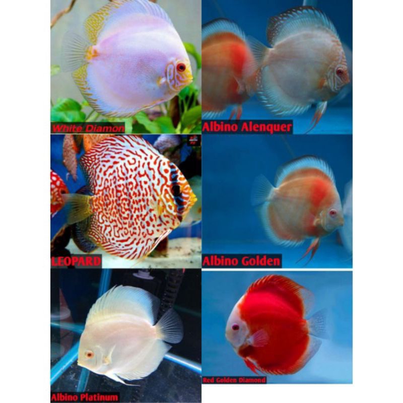 Ikan Hias Discus Ukuran 2 cm  6 Jenis Discus Ikan Hiasan Aquarium