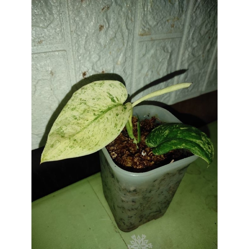 Tanaman Hias Scindapsus Marble Queen Variegata