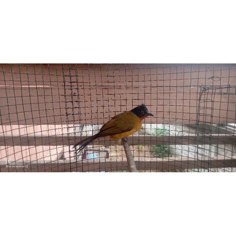BURUNG -KUTILANG-EMAS