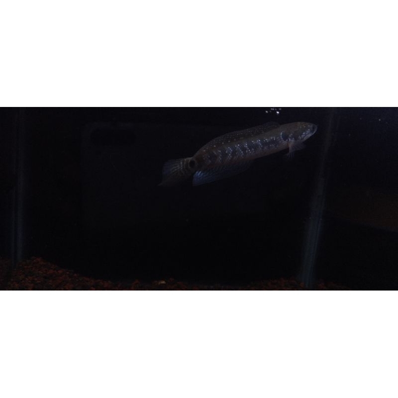 ASIATICA WHITE SPOT PROGRES