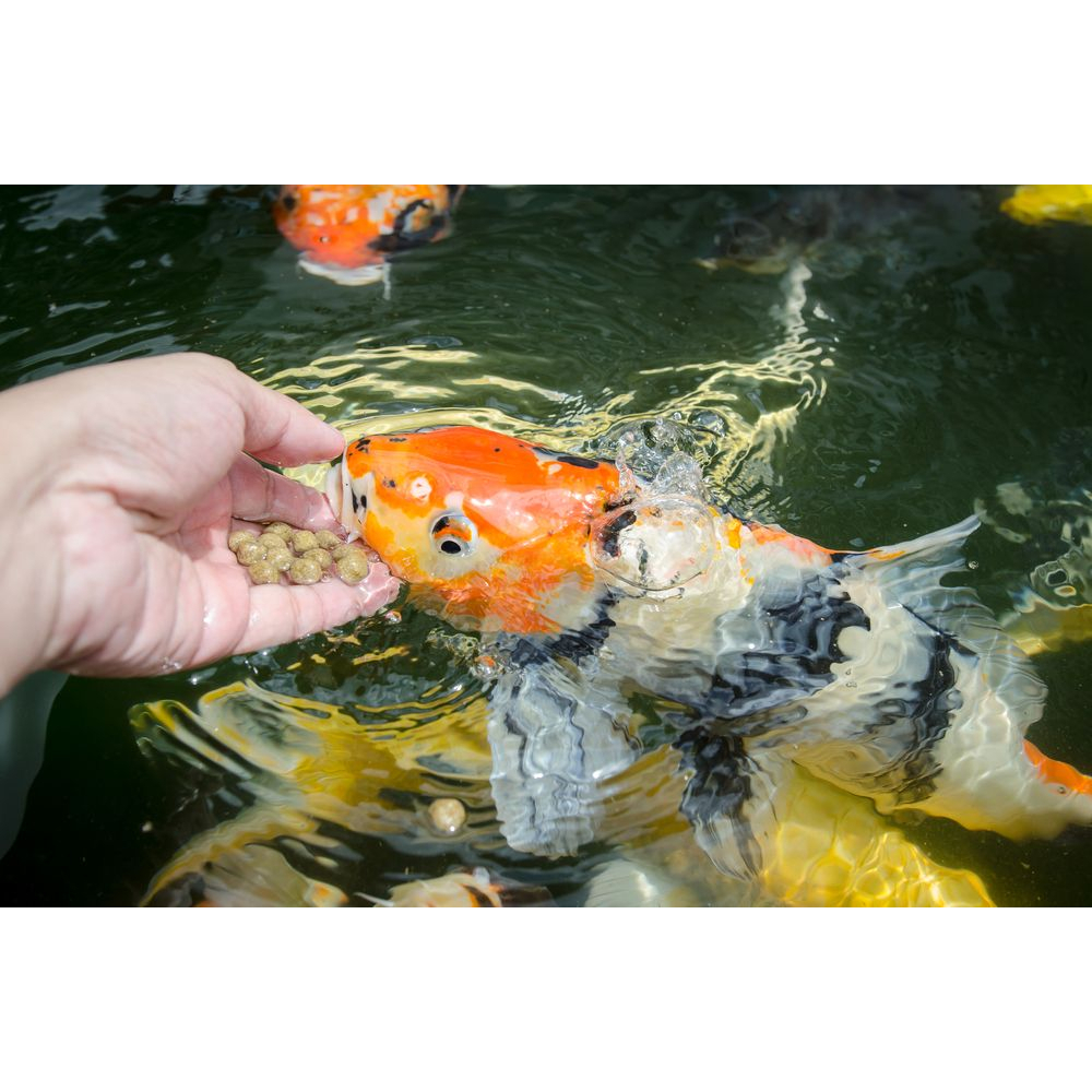 Pelet Ikan KOHAKU Mencerahkan Warna Ikan KOI Berat 1Kg - Pakan KOI