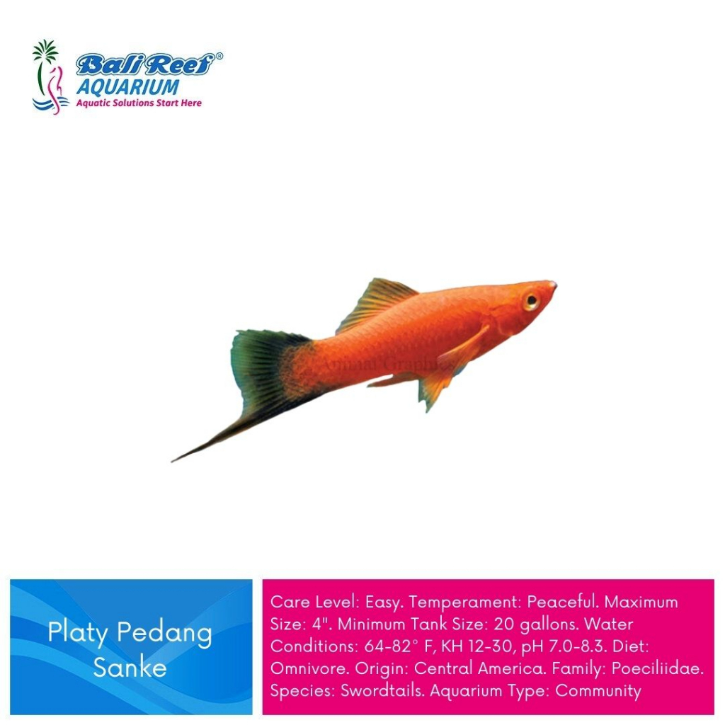 Ikan Hias Air Tawar Platy Pedang Sanke
