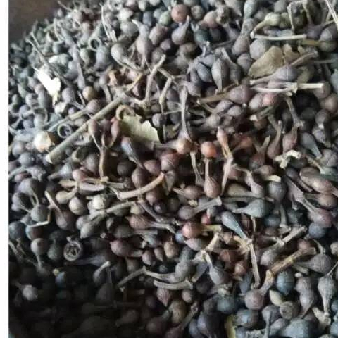 

MURAH HERBAL BIJI CEPLIKSARI/EUCALYPTUS KERING 250 GRAM