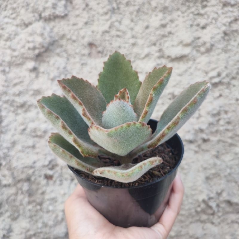 Kalanchoe Beharensis Fang | DP 10cm | Sukulen