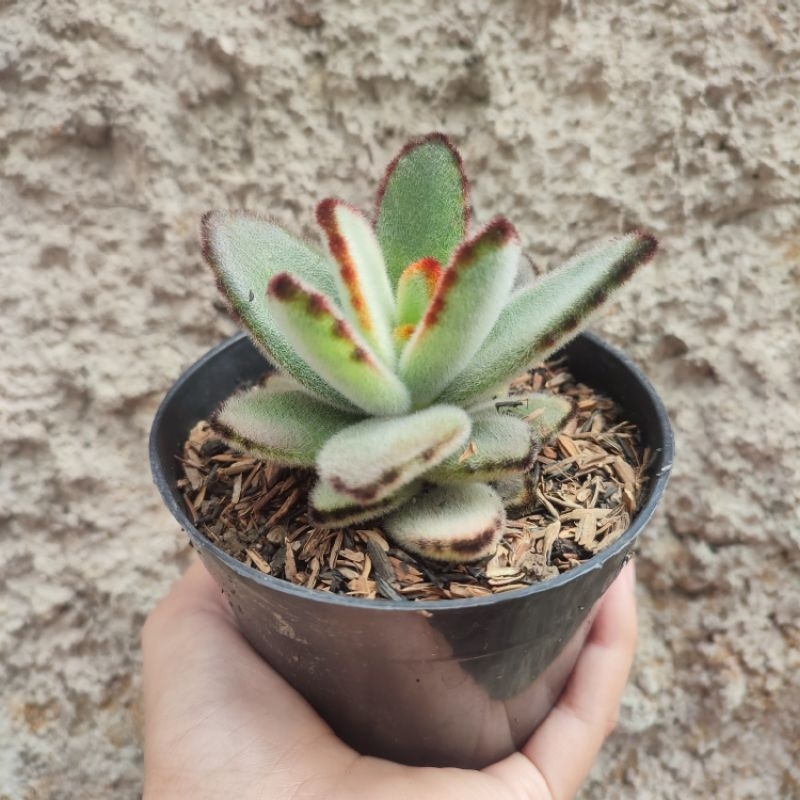 Kalanchoe Tomentosa | DP 10cm | Sukulen