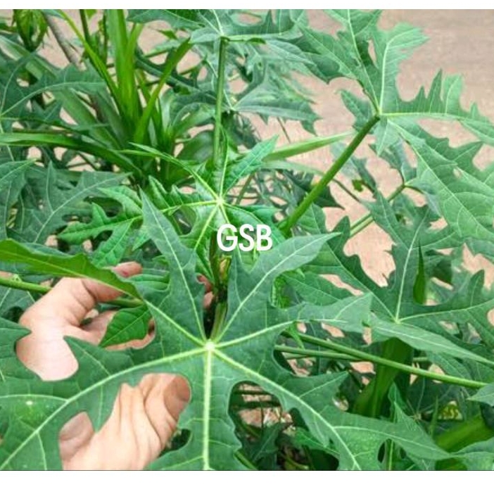 

Daun pepaya jepang daun gedi segar 500 gram