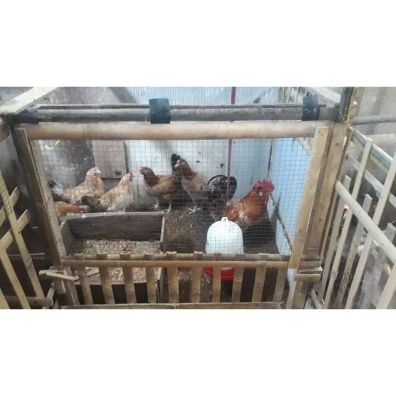 Telur tetas fertil ayam ELBA Fresh