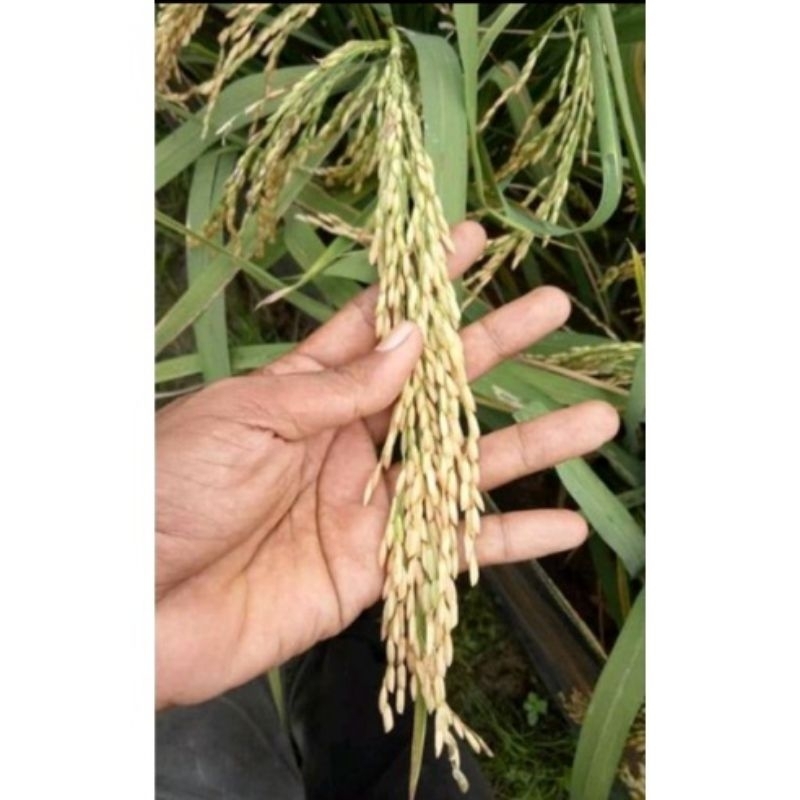 benih padi srikandi 400 (S 400) 5kg