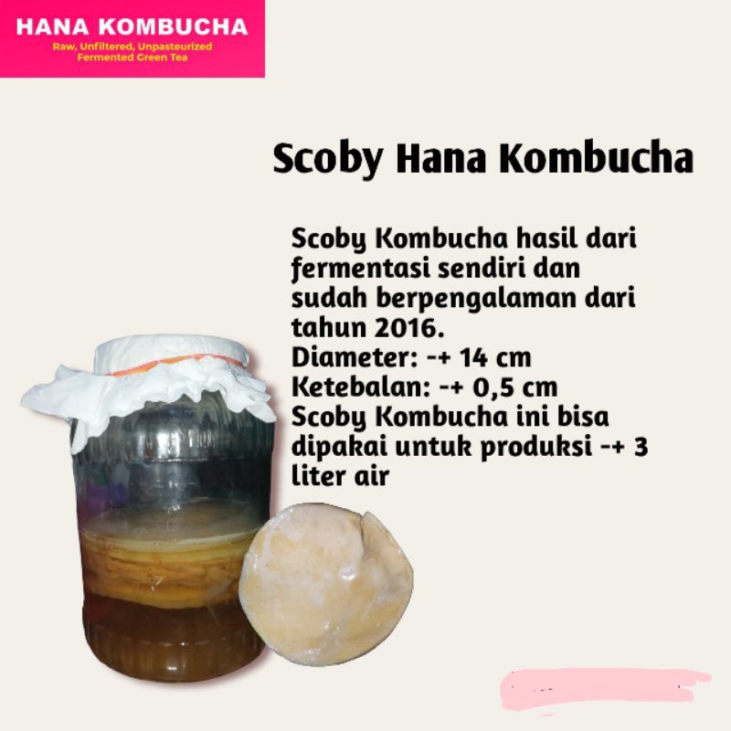 

Scoby Bibit Kombucha, Jamur Dipo, Jamur Teh, HANA KOMBUCHA