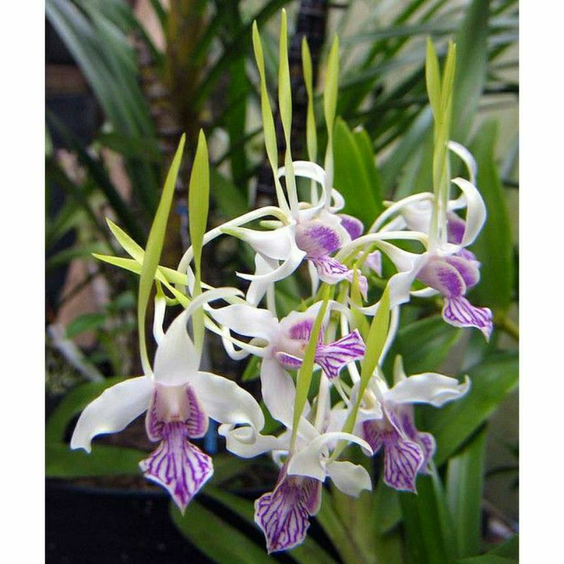Seedling Dendrobium Stratiotes