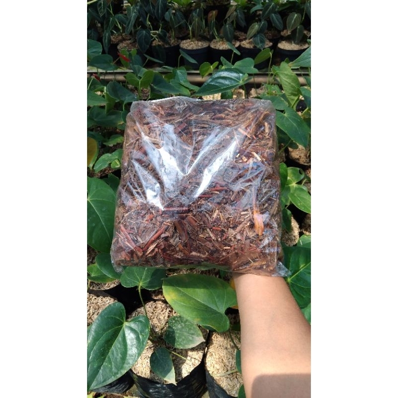 media tanam andam/media tanaman pakis andam