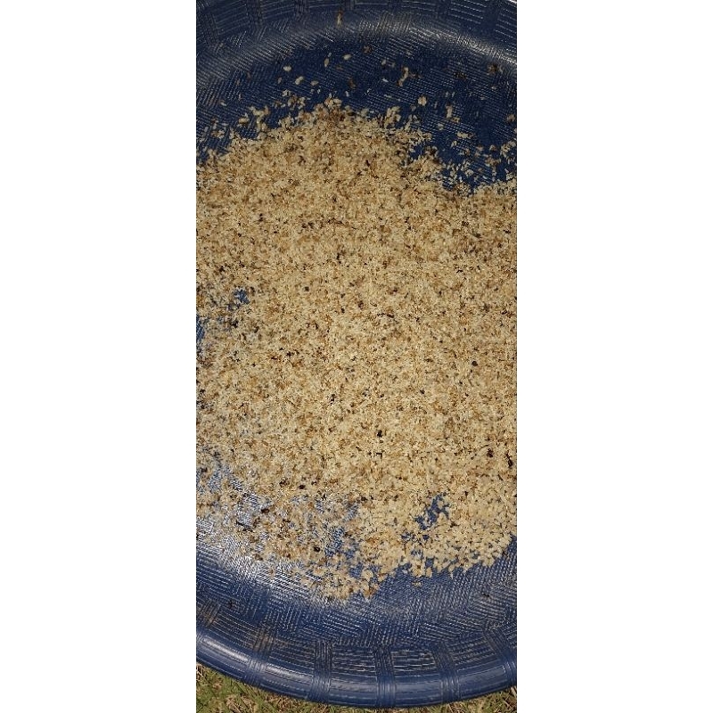 Pua anakan semut kroto