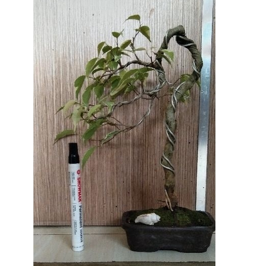 Bonsai beringin varigata mame