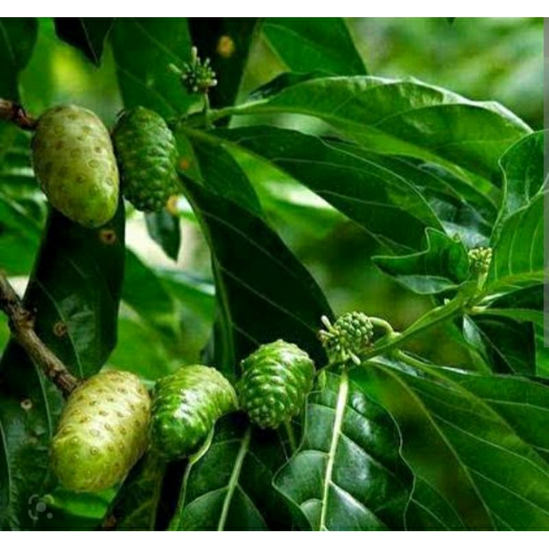 

Daun mengkudu segar kualitas super per lembar