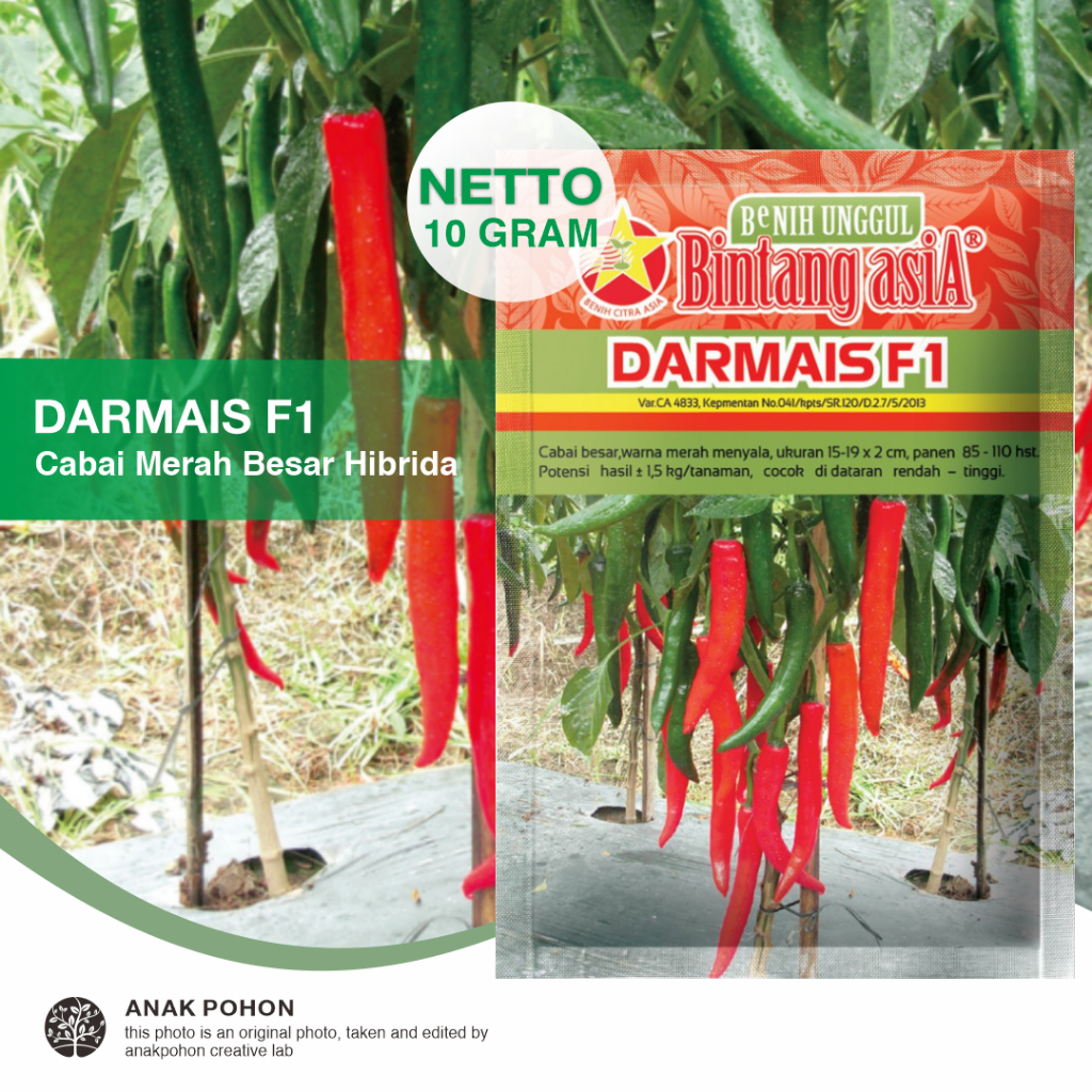 (1 PACK) Benih Cabai Merah Besar Teropong DARMAIS F1 Hibrida Seeds - BINTANG ASIA - 10 GRAM