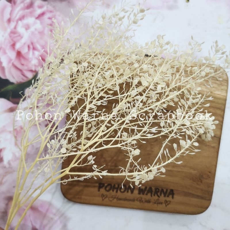 Preserved Thlaspi Pennycress | Bunga Awetan