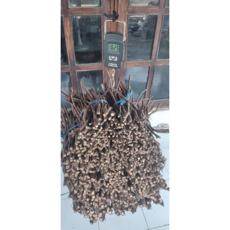 batang bawah anggur import androz/rusia