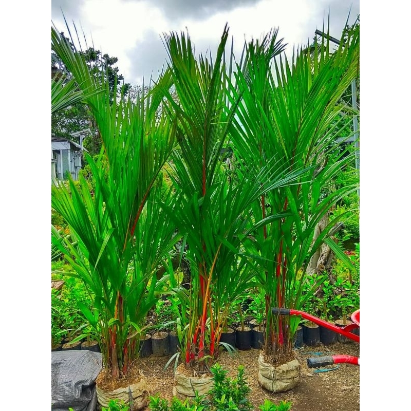 Palm Merah / Palem Merah / Pinang Merah rumpun rimbun