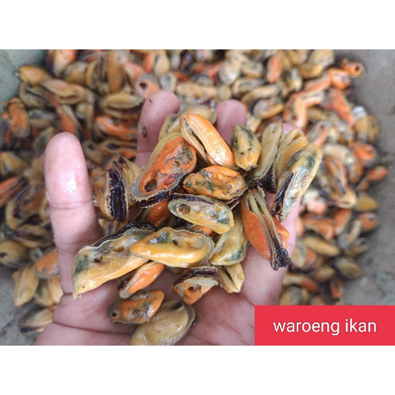 

kerang ijo daging segar daging kerang hijau 1kg super premium