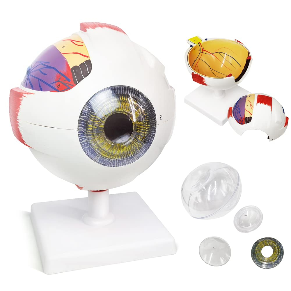 Human Anatomical Natural Eyeball Model Medical Learning Aid Teaching Instrument