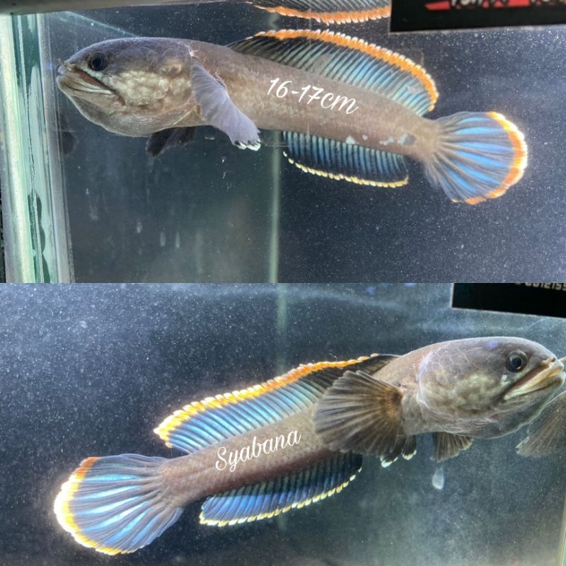 LIMBATA PROGRES RIM TEBAL