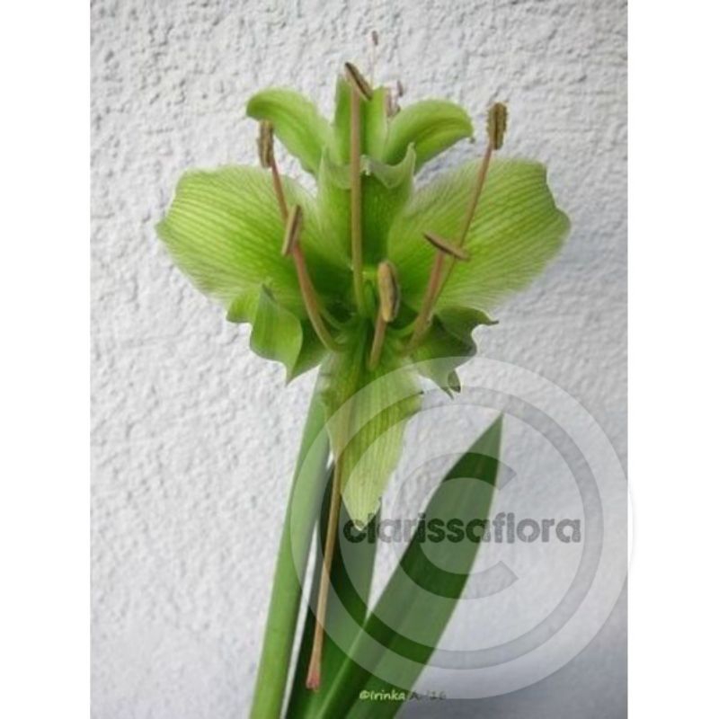 Promo tanaman hias Bakung amarilis bunga hijau | pohon amarilis | real