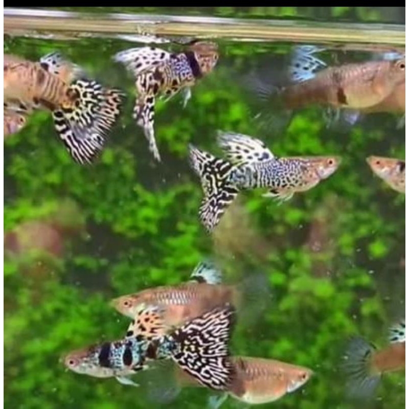guppy yellow tiger king cobra per pasang/guppy ytkc