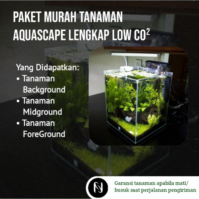 Paket Murah Tanaman Aquascape Lengkap Low Co²