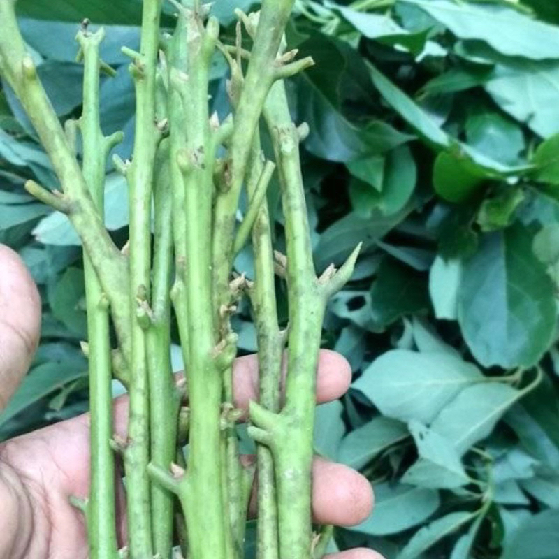 Paket Entres 5 Alpukat Miki + 5 Alpukat Pluwang