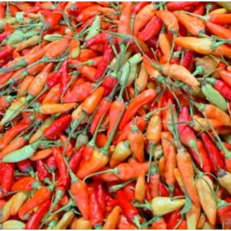 

CABE MERAH PEDAS FRESH ( 200 GR ) PILIHAN SPESIAL TDK ADA YG BUSUK