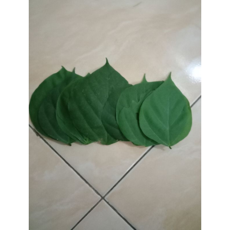 

Daun Dadap Serep Segar Baru PETIK