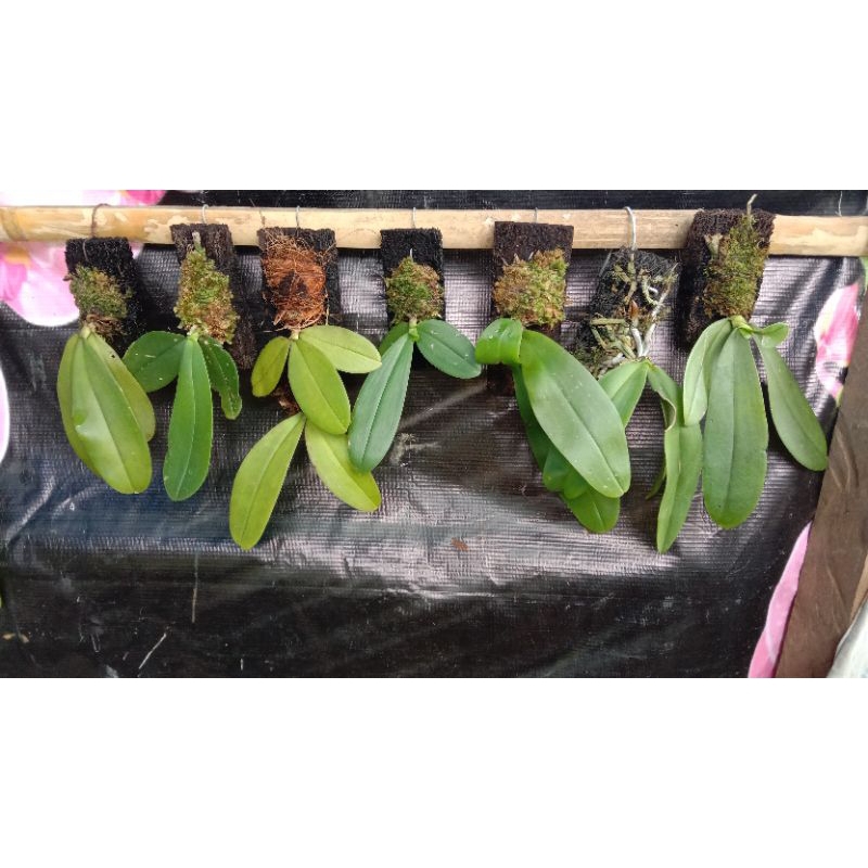 phalaenopsis amabilis