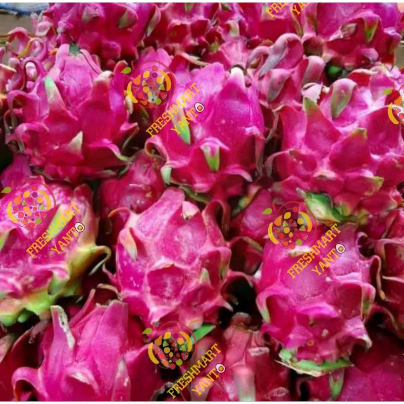 

Buah Naga_Merah